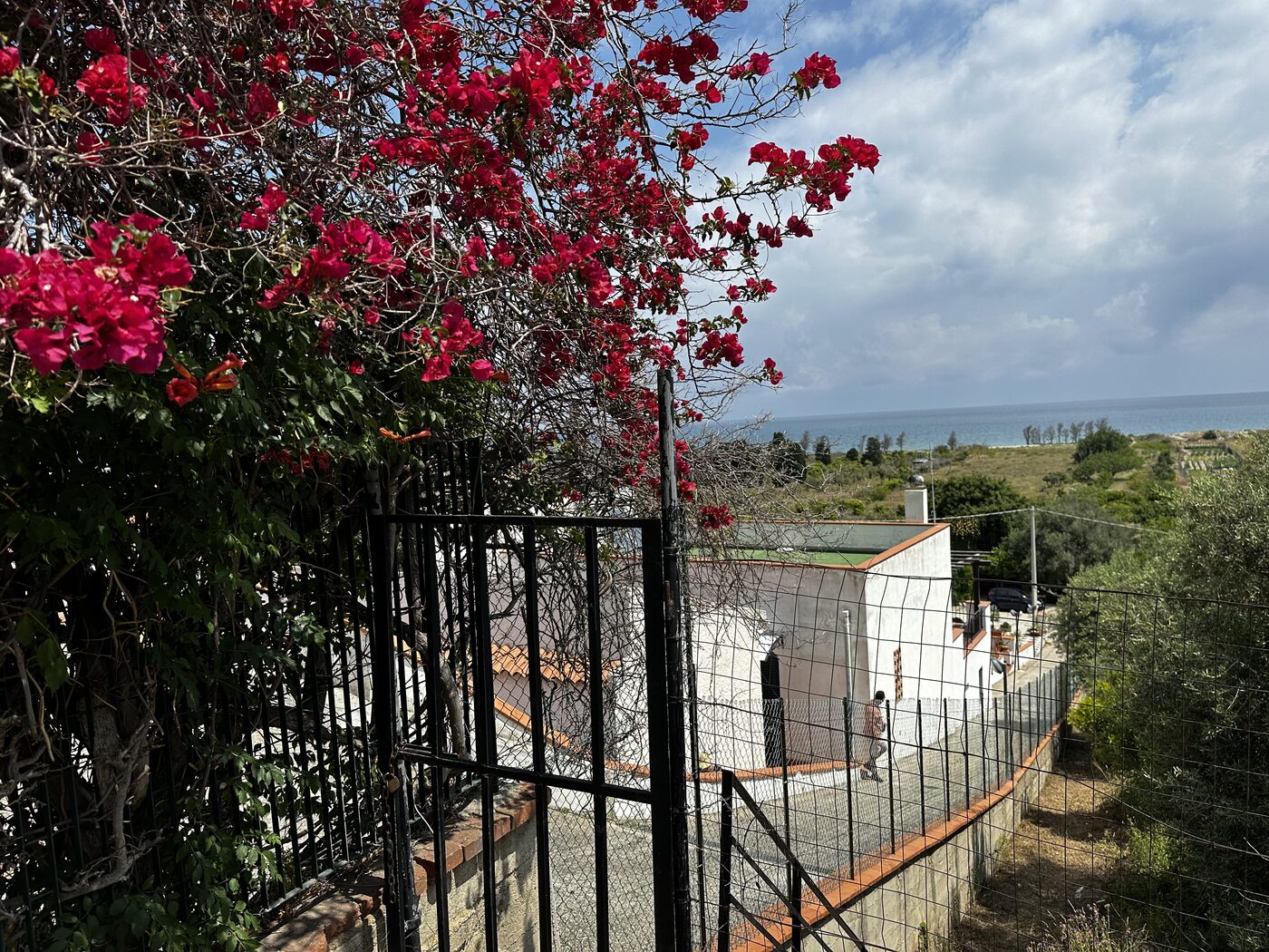 Bougainvillea flowering over a garden gate