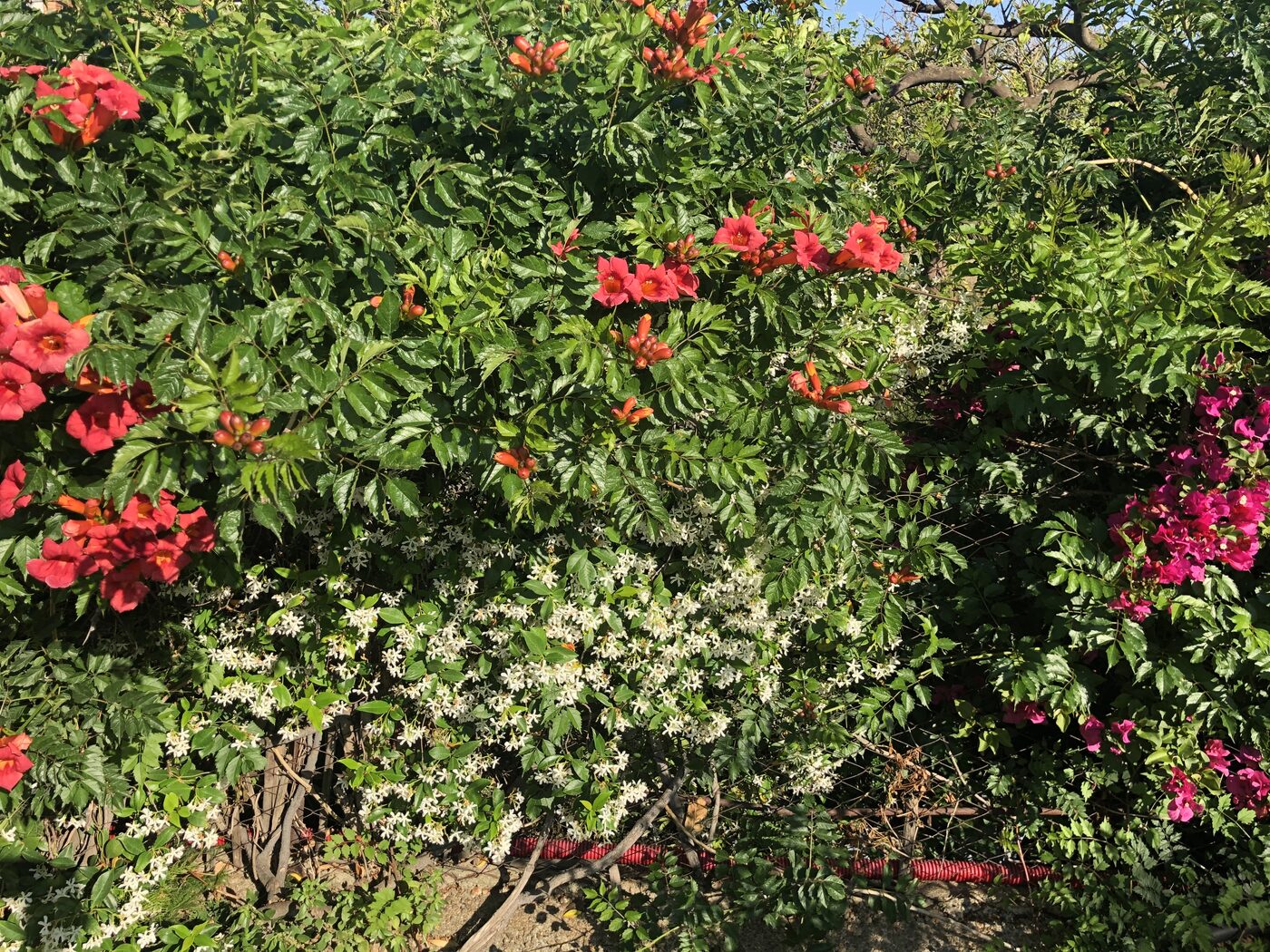 Bright red flowers among green leaves