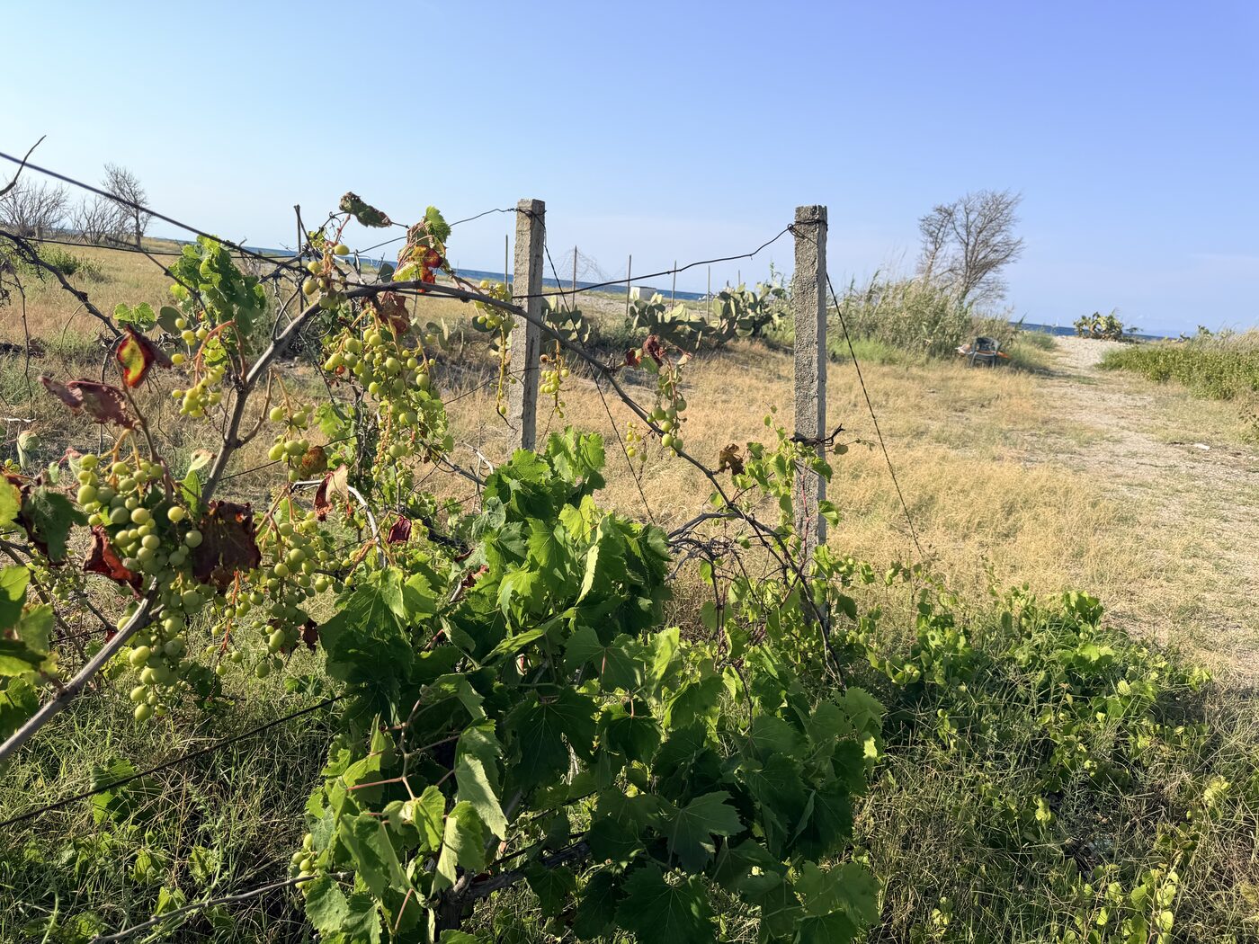 Grape vines growing on a sunny hillside