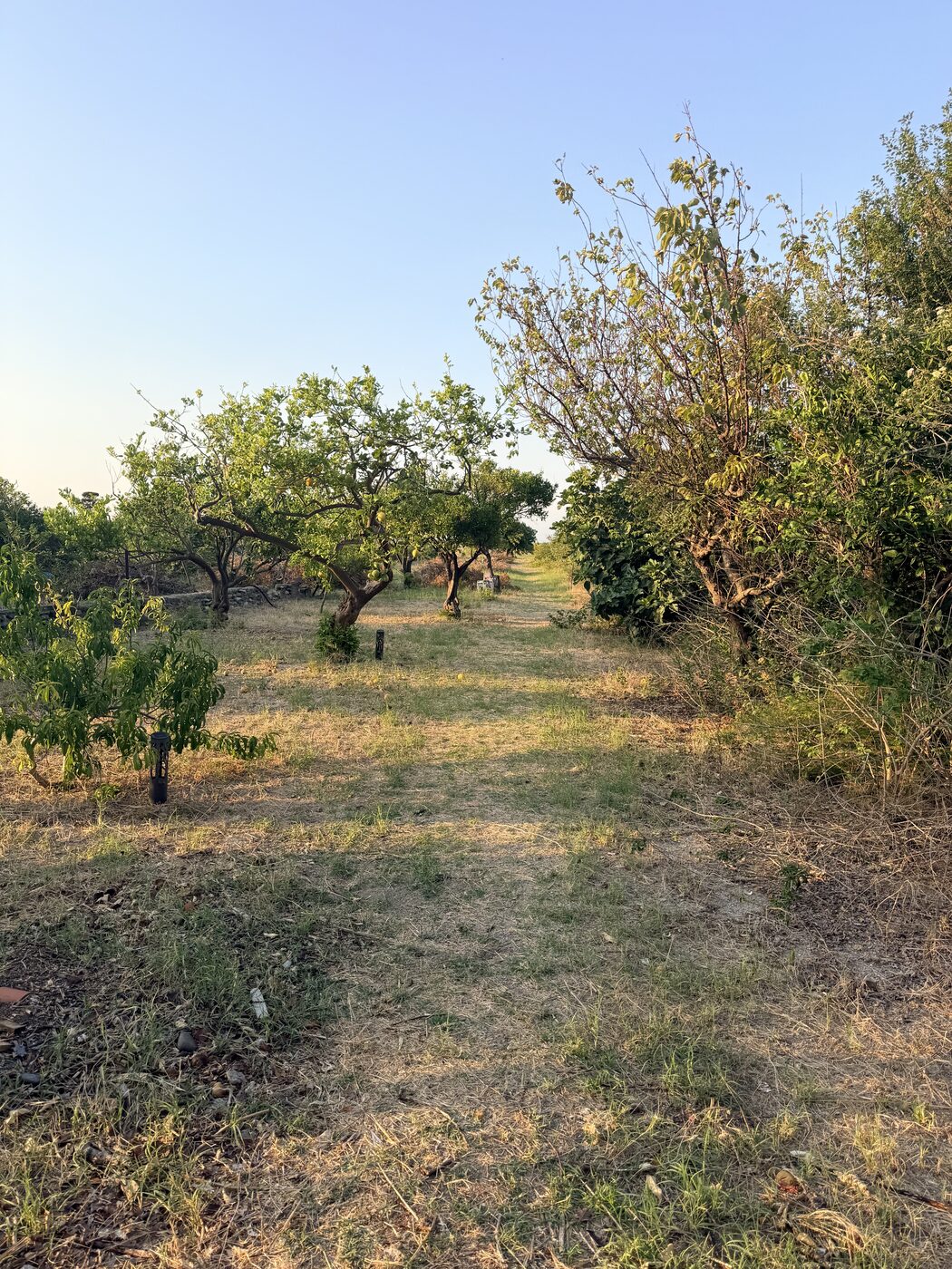 Fruit trees in a sunlit orchard