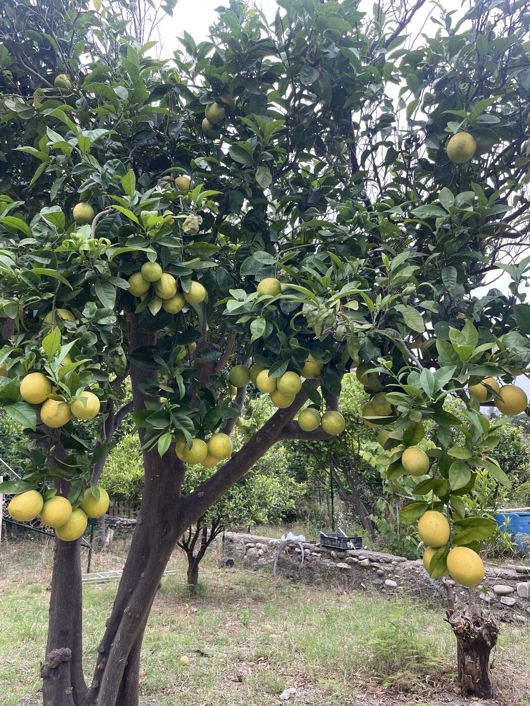 A lemon tree heavy with yellow fruit