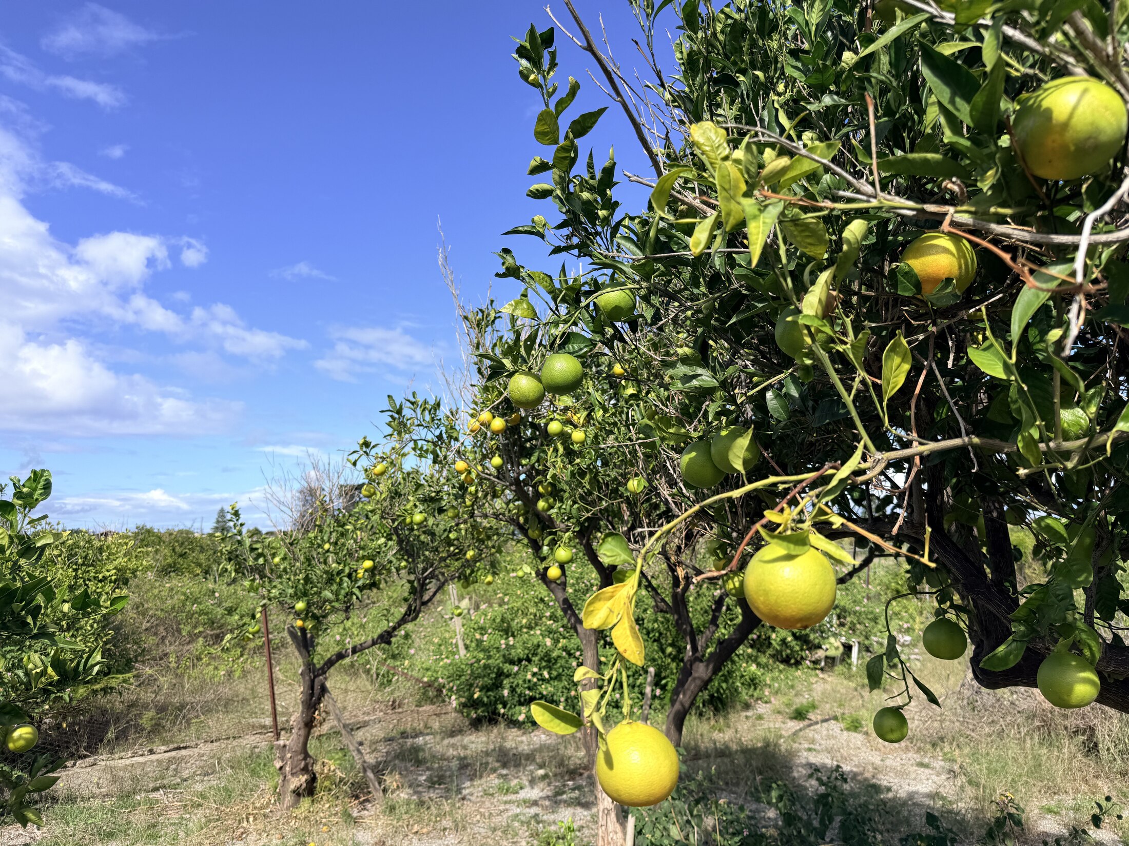 Citrus trees growing beneath green Sicilian hills